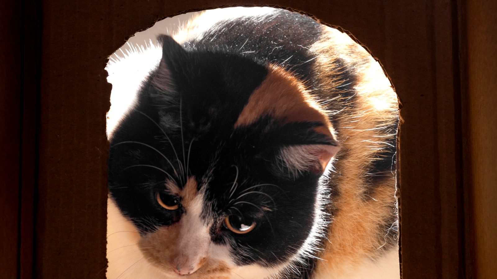 Cat peeking from inside a cardboard box